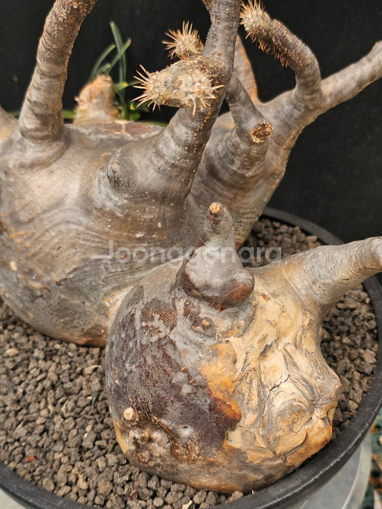 대품 엉청난 그락실리우스 (아프리카식물/코덱스)--3