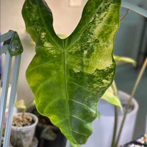 알로카시아 롱기로바 바리에가타 (대품)