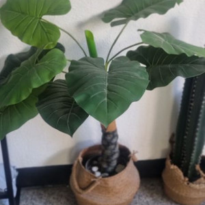 인테리어 조화 화분