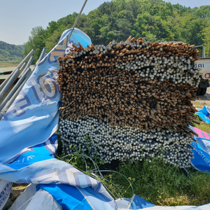 고추대