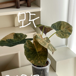 알로카시아 웬티 골드옐로우 바리에가타