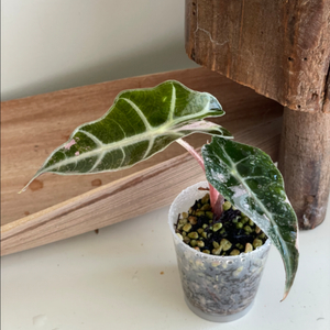 알로카시아 아마조니카 화이트 핑크 바리에가타