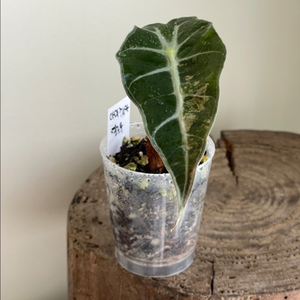 알로카시아 아마조니카 옐로우 바리에가타