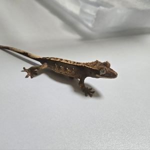 (김해/창원/부산)크레스티드 게코 분양해요