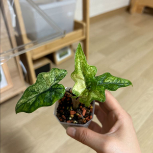 알로카시아 잭클린 미스틱 샴쌍둥이