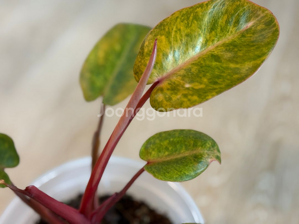 필로덴드론 페인티드 레이디 중품--1