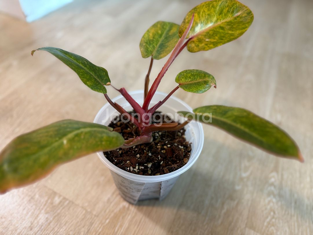 필로덴드론 페인티드 레이디 중품--0