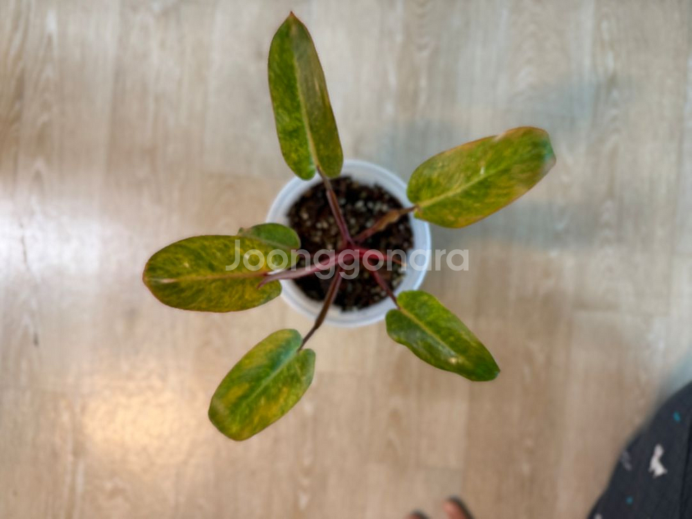 필로덴드론 페인티드 레이디 중품--2