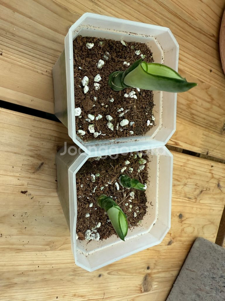 산세베리아 문샤인--0