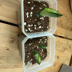 산세베리아 문샤인