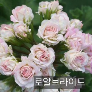 로얄브라이드 꽃대있음 러시아제라늄