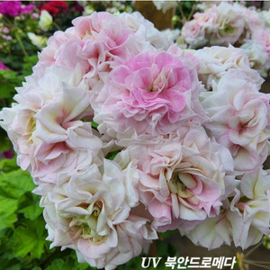 북안드로메다 러시아제라늄