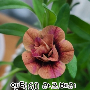 엔틱60/칼리브라코아/겹칼리브라코아/밀레니엄벨/슈퍼벨/