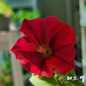 레드벨루어/페츄니아/겹페츄니아/칼리브라코아/겹칼리브라코