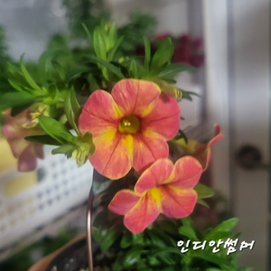 인디안썸머/칼리브라코아/겹칼리브라코아/밀레니엄벨/슈퍼벨
