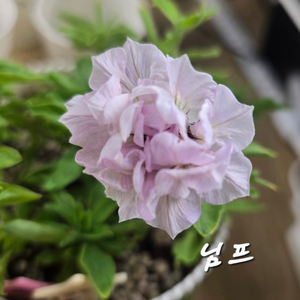 HB님프/페츄니아/겹페츄니아/칼리브라코아/겹칼리브라코
