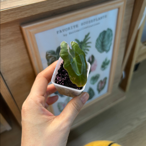 알로카시아 산데리아나 푸세이도 핑크