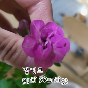 겹핑크미니사피니아/페츄니아/겹페츄니아/칼리브라코아