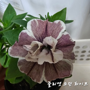 줄리엣모던화이트/페츄니아/겹페츄니아/칼리브라코아/겹칼리