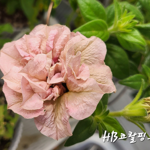 HB코랄피치/페츄니아/겹페츄니아/칼리브라코아/겹칼리