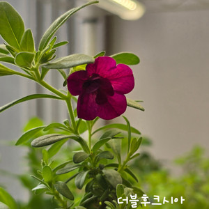 더블후크시아/칼리브라코아/밀레니엄벨/슈퍼벨