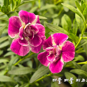 퍼플피코티/칼리브라코아/겹칼리브라코아/밀레니엄벨/슈퍼벨
