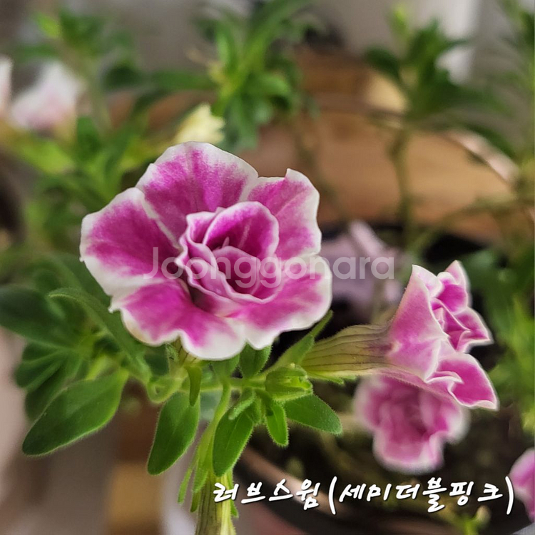 러브스윔/칼리브라코아/겹칼리브라코아/밀레니엄벨/슈퍼벨--0