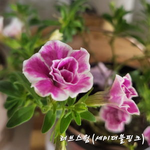 러브스윔/칼리브라코아/겹칼리브라코아/밀레니엄벨/슈퍼벨