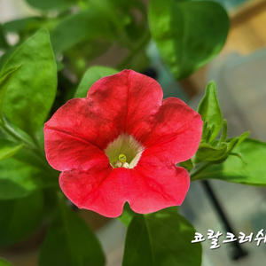 코랄크러쉬/페츄니아/칼리브라코아/밀레니엄벨/슈퍼벨