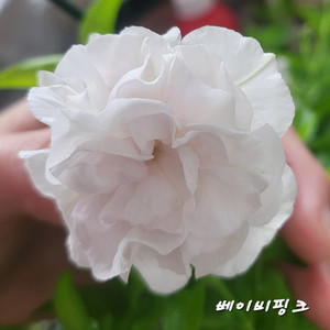 베이비핑크/페츄니아/겹페츄니아/칼리브라코아
