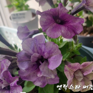 HB엔틱스타버건디/페츄니아/겹페츄니아/칼리브라코아/겹칼