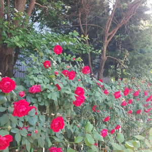 피망쿠폰 팔아요