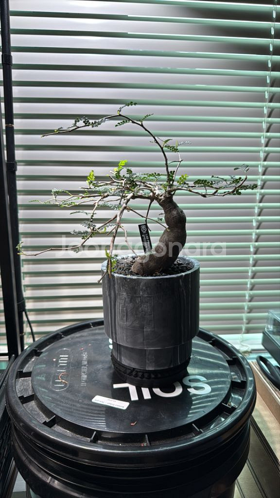 파키푸스 실생 판매합니다(아프리카식물 코덱스)--1