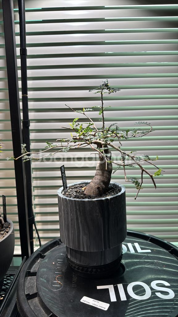 파키푸스 실생 판매합니다(아프리카식물 코덱스)--0