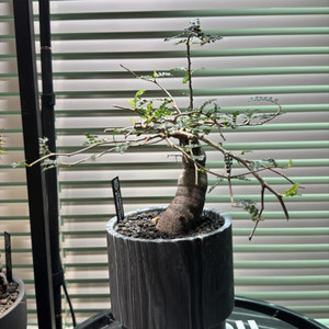 파키푸스 실생 판매합니다(아프리카식물 코덱스)