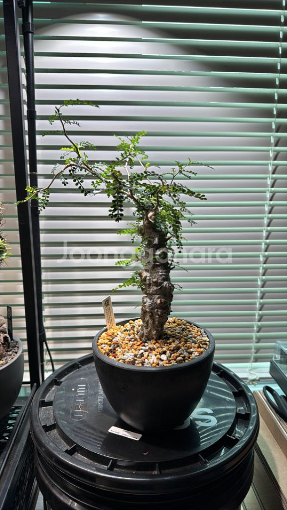 파키푸스 실생 판매합니다(아프리카식물 코덱스)--1