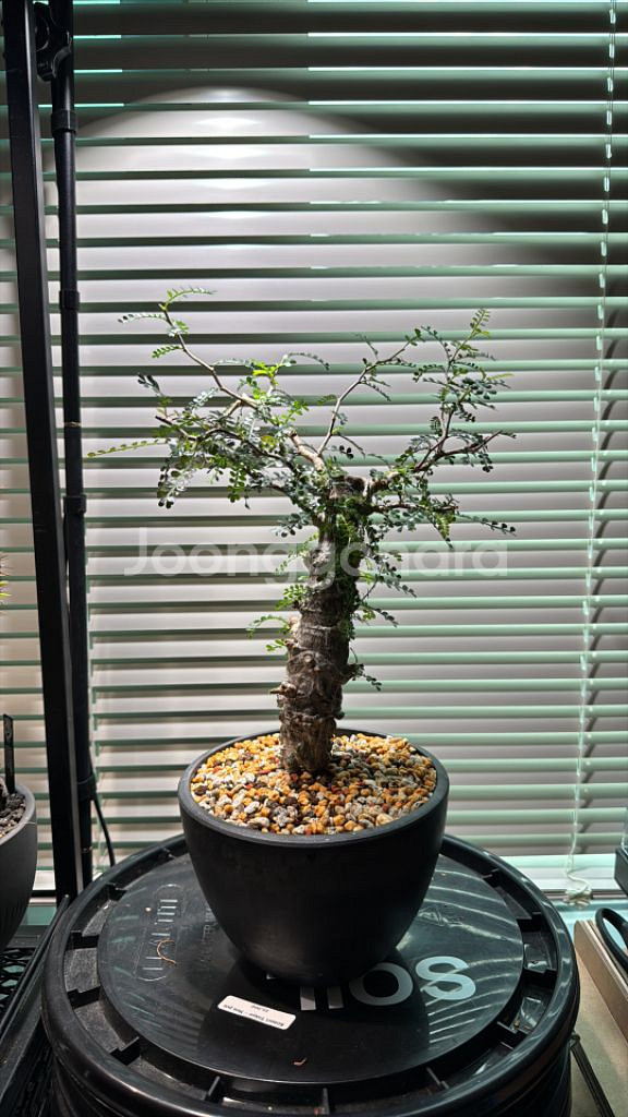 파키푸스 실생 판매합니다(아프리카식물 코덱스)--0