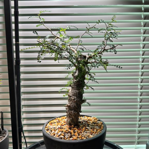 파키푸스 실생 판매합니다(아프리카식물 코덱스)