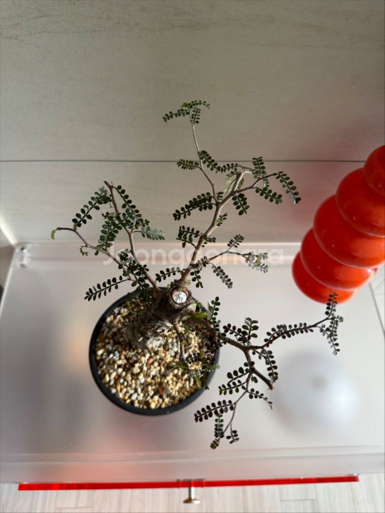 파키푸스 실생 판매합니다(아프리카식물 코덱스)--3