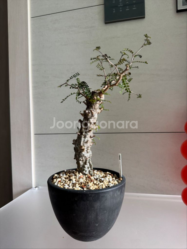 파키푸스 실생 판매합니다(아프리카식물 코덱스)--4