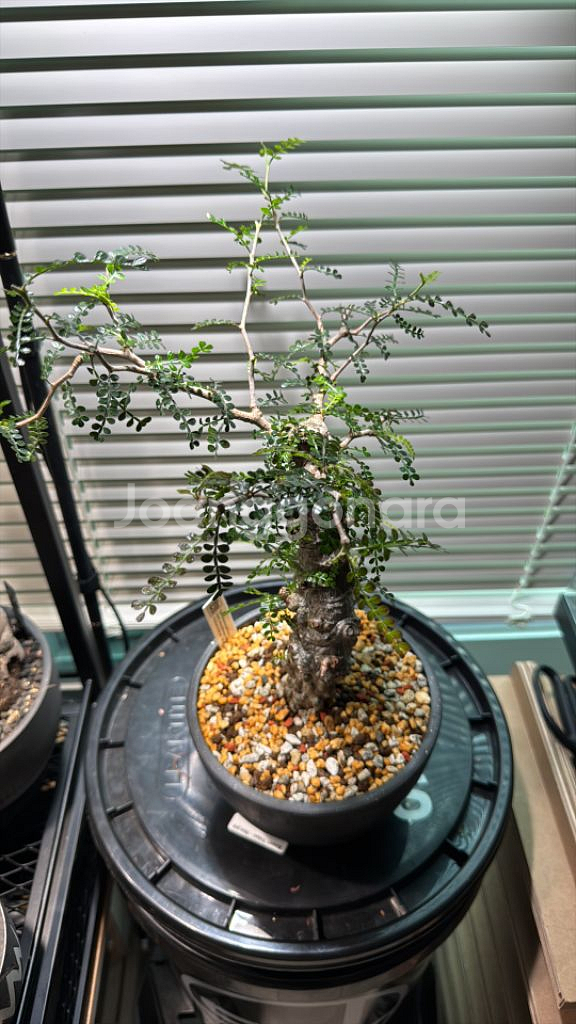 파키푸스 실생 판매합니다(아프리카식물 코덱스)--2