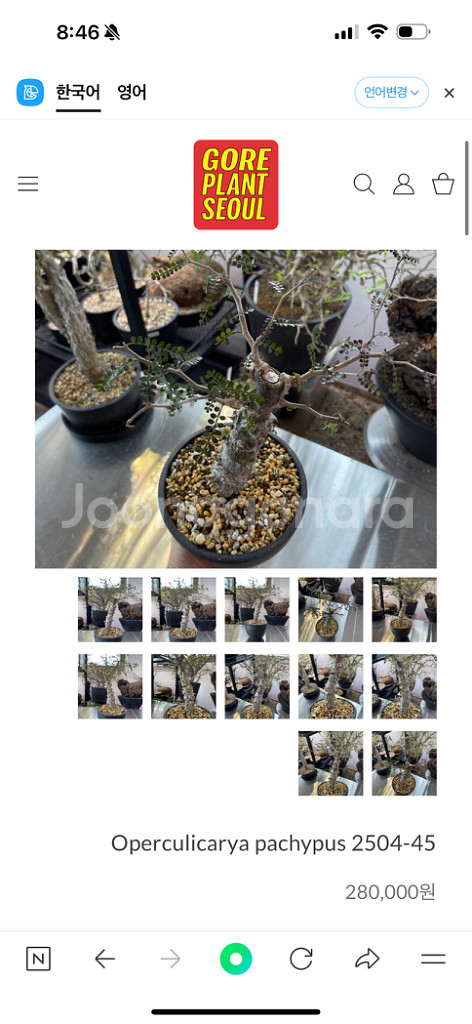 파키푸스 실생 판매합니다(아프리카식물 코덱스)--5