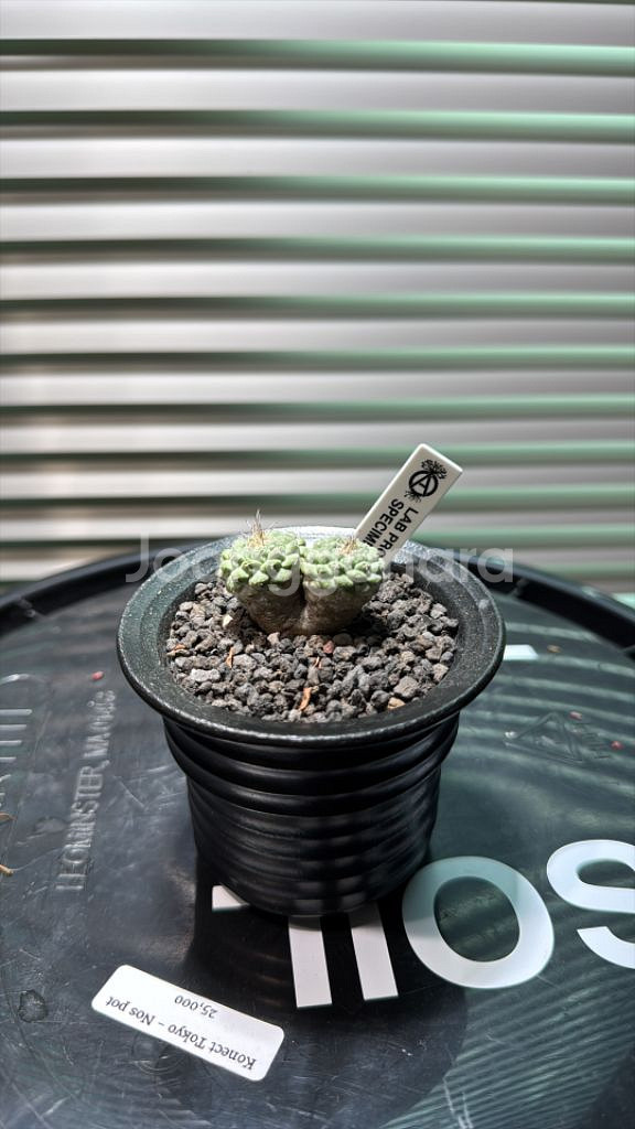 국수 선인장 (쌍두) 아프리카식물 코덱스--0