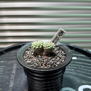 국수 선인장 (쌍두) 아프리카식물 코덱스