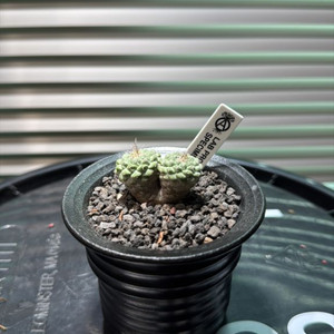 국수 선인장 (쌍두) 아프리카식물 코덱스