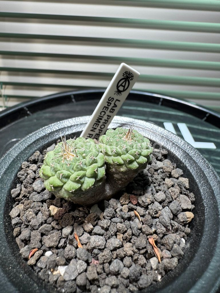 국수 선인장 (쌍두) 아프리카식물 코덱스--1