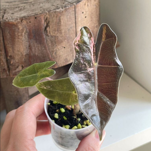 알로카시아 푸세이도 산데리아나 핑크 바리