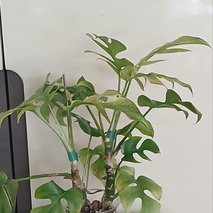 풀민트 히메몬스테라