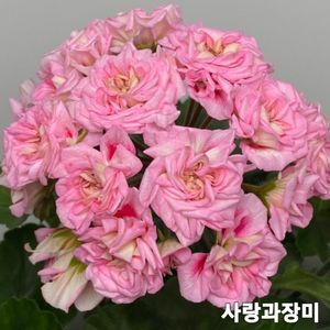 사랑과장미 제라늄 외3종