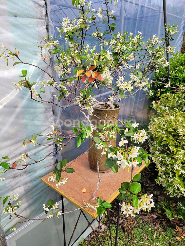 백화등 분재 정원수 카페화분 마삭줄 인테리어식물--3